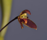 Bulbophyllum hemisterranthum. Close-up side. 