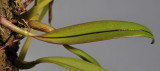 Bulbophyllum hemisterranthum. Foliage. 