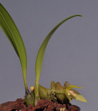 Bulbophyllum variculosum 