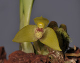 Bulbophyllum variculosum. Close-up.