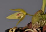 Bulbophyllum variculosum. Close-up. 
