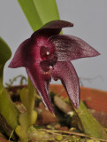 Bulbophyllum vinaceum. Close-up. 