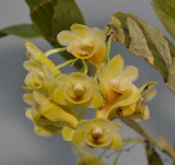 Dendrobium ypsilon. Closer.