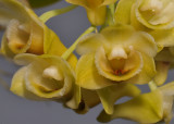 Dendrobium ypsilon. Close-up.