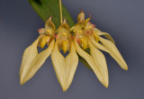 Bulbophyllum annandalei yellow form. Closer.