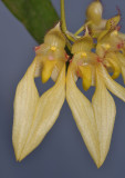 Bulbophyllum annandalei yellow form. Close-up.