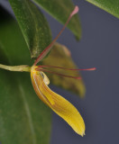 Restrepia brachypus cf. Close-up side.