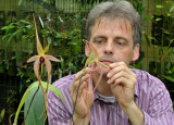 Simon pollinating Bulbophyllum echinolabium