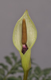 Amorphophallus ongsakulii. Close-up.