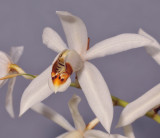 Coelogyne hirtella. Close-up.