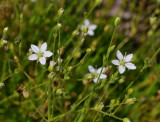 Minuartia verna. Closer.