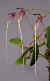 Bulbophyllum contortisepalum. Closer. 