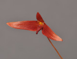 Bulbophyllum inaequale. Closer.