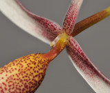 Bulbophyllum nitidum. Close-up. 