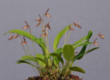 Bulbophyllum sp. 
