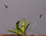 Bulbophyllum sp. 