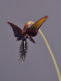 Bulbophyllum sp. Close-up. 