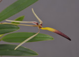 Bulbophyllum longilabre. Closer.