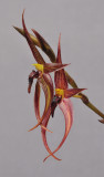 Bulbophyllum vanvuurenii 