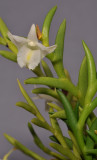 Dendrobium sphenochilum cf. Closer. 