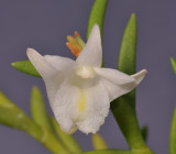Dendrobium sphenochilum cf. Close-up.