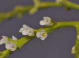 Schoenorchis minutiflora. Close-up. 