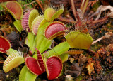 Dionaea muscipula with prey 2 