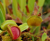 Dionaea muscipula with prey 3 