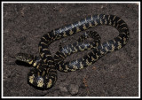 Florida Kingsnake Juvenile (Lampropeltis getulus floridana)