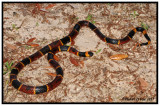 Eastern Coral Snake (Micrurus  fulvius  fulvius)
