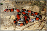 Scarlet Snake (Cemophora coccinea copei)
