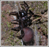 Purseweb Spider Female (Sphodros abboti)