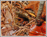 Trapdoor Spider Female (Myrmekiaphila sp.) Possibly (Myrmekiaphila torreya)
