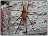 Male Southern Crevice Spider (Kukulcania hibernalis)