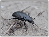 Carabidae Beetle - Black Caterpillar Hunter (Calosoma sayi)