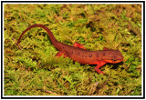 Red-Spotted Newt Eft (Notophthalmus viridescens)
