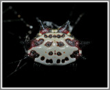 Spiny Orbweaver (Gasteracantha cancriformis)