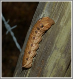 Tersa Sphinx Moth Larva (Xylophanes tersa)