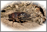 Cicada (Tibicen spp.)