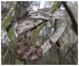 Gray Rat Snake (Pantherophis spiloides)