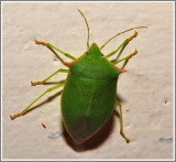 Stink Bug (Loxa flavicollis)