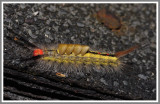Whitemarked Tussock Moth Caterpillar (Orgyia leucostigma)
