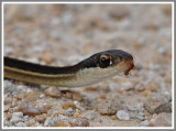 Eastern Ribbon Snake (Thamnophis sauritus)