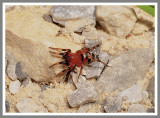 Hooded Sergiolus Antmimic (Sergiolus capulatus)