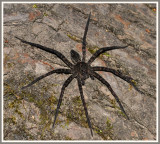 Fishing Spider (Dolomedes vittatus)