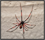 Northern Black Widow Spider, male (Latrodectus variolus)