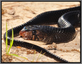 Eastern Indigo Snake (Drymarchon couperi)