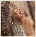 Skin Cast from Male Purseweb Spider (Sphodros rufipes)