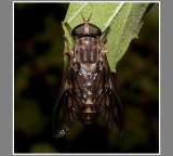 Horse Fly (Tabanus spp.)