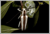 Cerambycid Beetle - Round-headed Apple Tree Borer (Saperda candida)